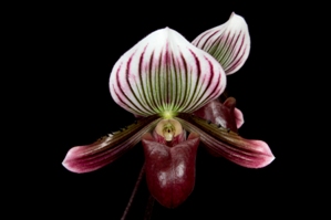 Paphiopedilum barbatum Arnie AM/AOS 81 pts.